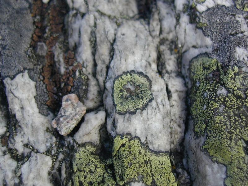 Zum Schlie&szlig;en anklicken / click to close