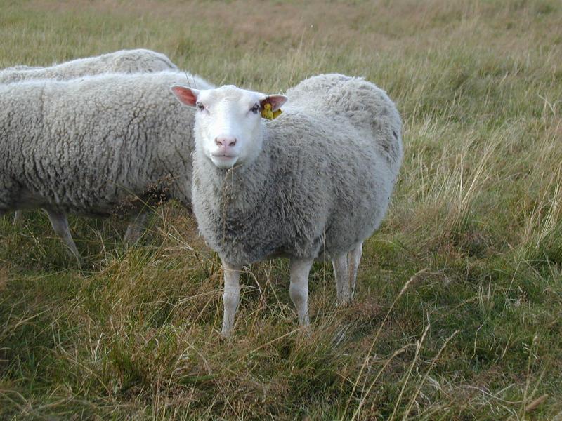 Zum Schlie&szlig;en anklicken / click to close