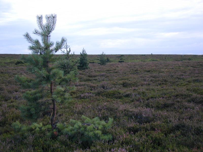 Zum Schlie&szlig;en anklicken / click to close