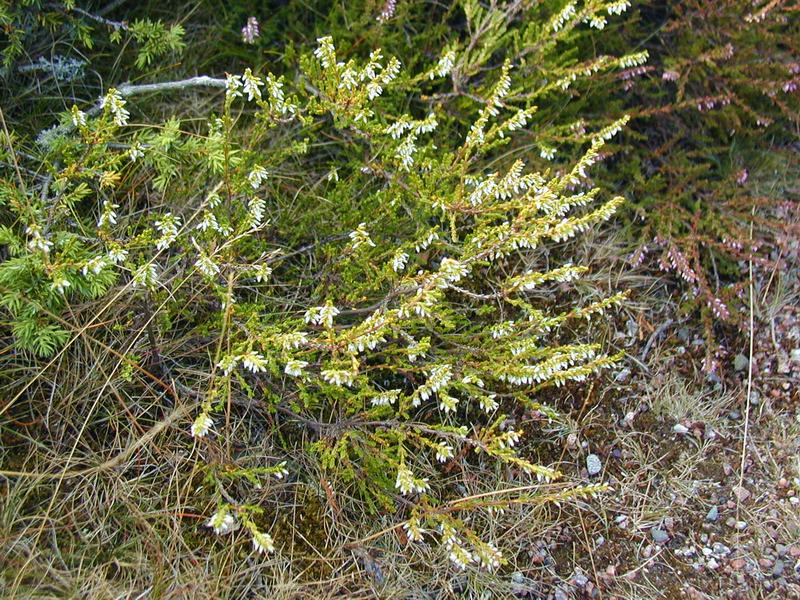 Zum Schlie&szlig;en anklicken / click to close