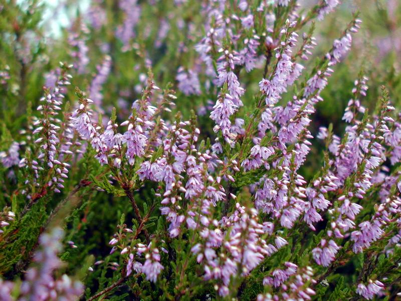 Zum Schlie&szlig;en anklicken / click to close