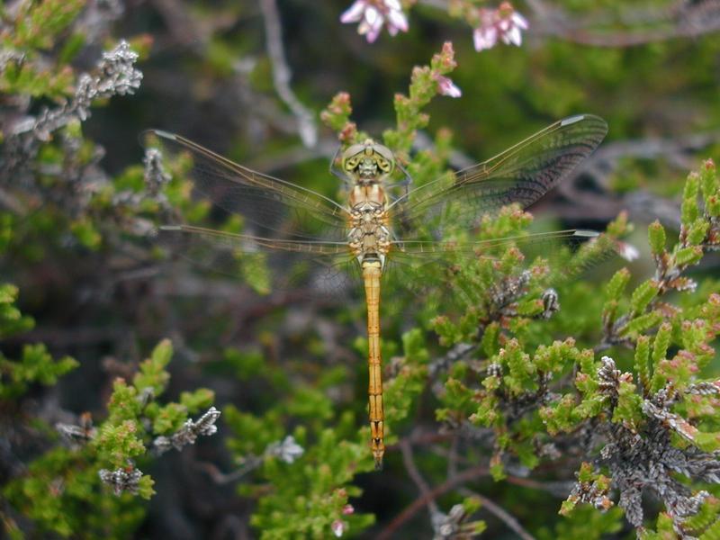 Zum Schlie&szlig;en anklicken / click to close