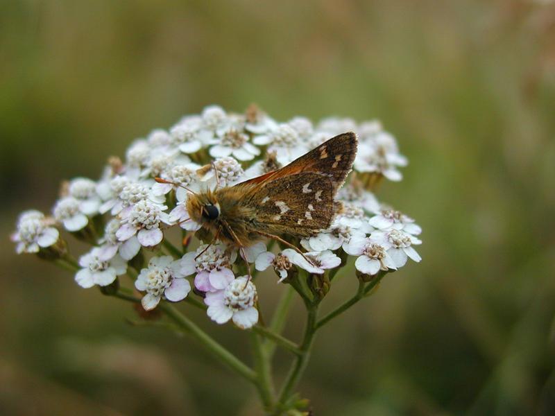Zum Schlie&szlig;en anklicken / click to close