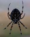 Spinne / Spider