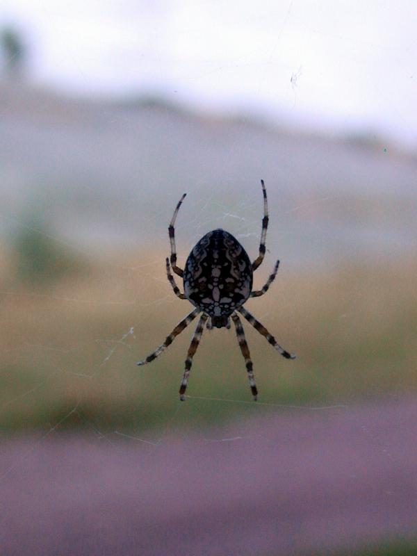 Zum Schlie&szlig;en anklicken / click to close