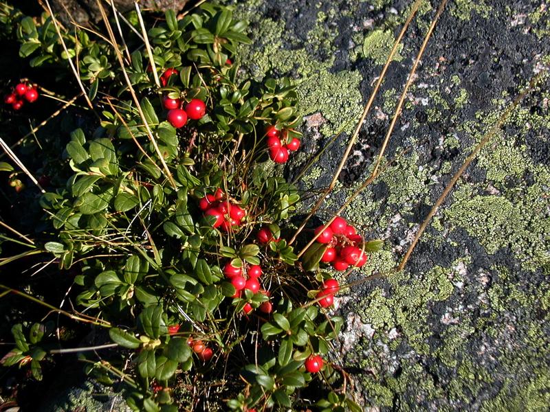 Zum Schlie&szlig;en anklicken / click to close