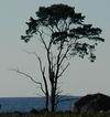 Der alte Baum / The old tree2