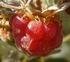 Himbeeren / Raspberries