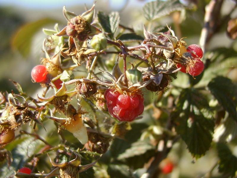 Zum Schlie&szlig;en anklicken / click to close