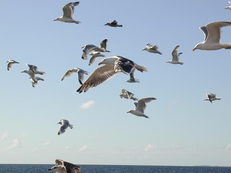 Zum Schlie&szlig;en anklicken / click to close